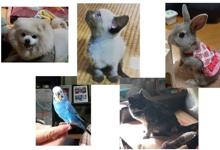 在宅療養を支えるペットたち